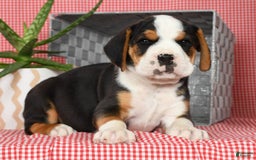 Beabull dogs for sale: Winston - Image 3