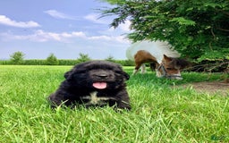 Newfoundland dogs for sale: Dee - Image 1