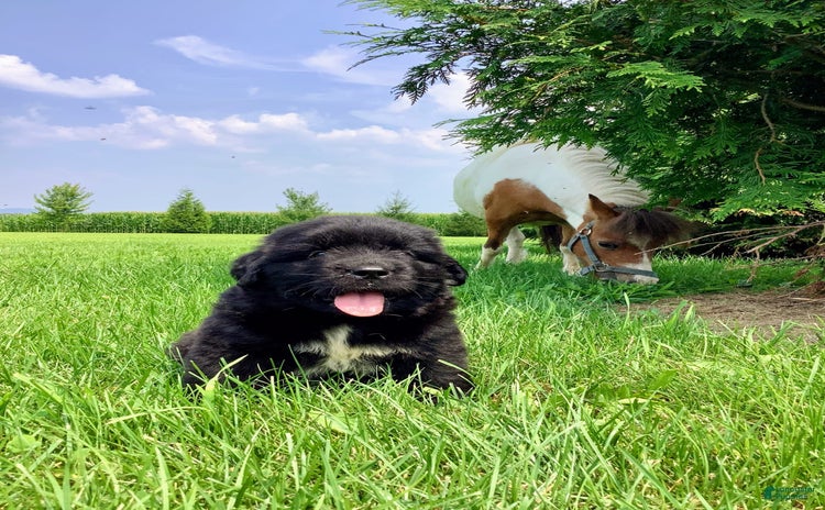 Newfoundland dogs for sale - Ad 1