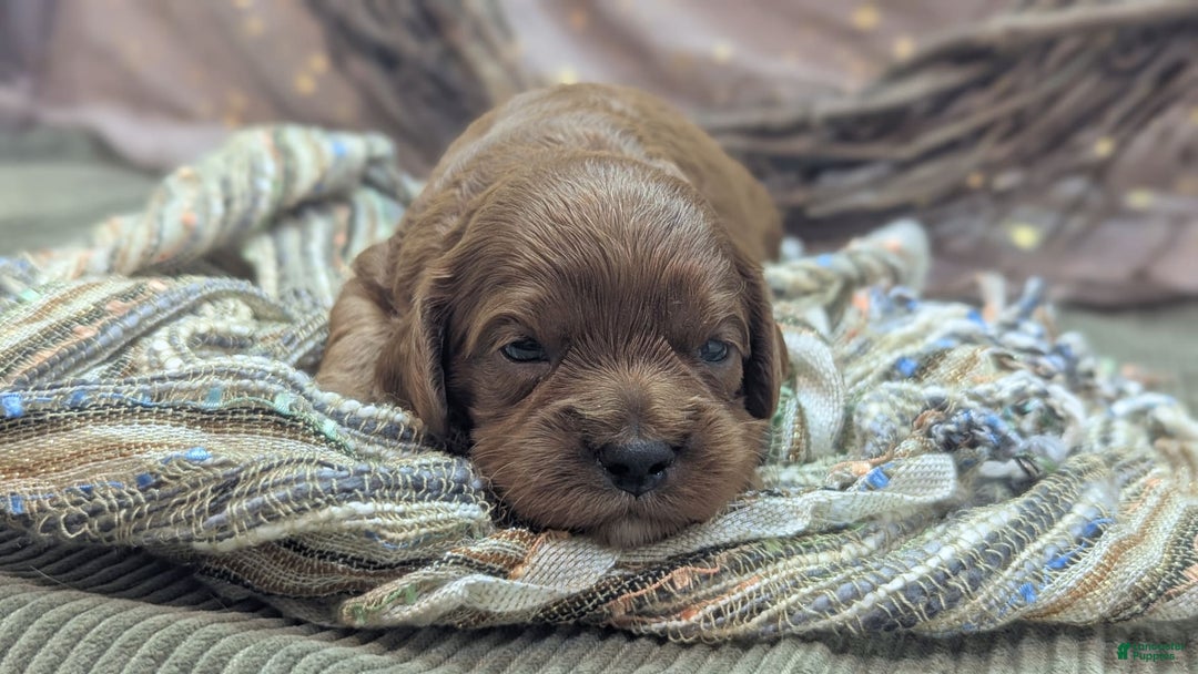 Cavapoo dogs for sale: Zeus - Image 8