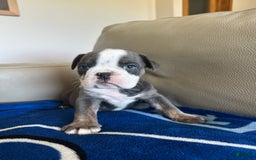 English Bulldog dogs for sale: Elliot - Image 3