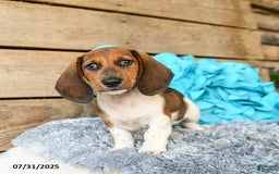 Dachshund dogs for sale: Cream Puff - Image 3