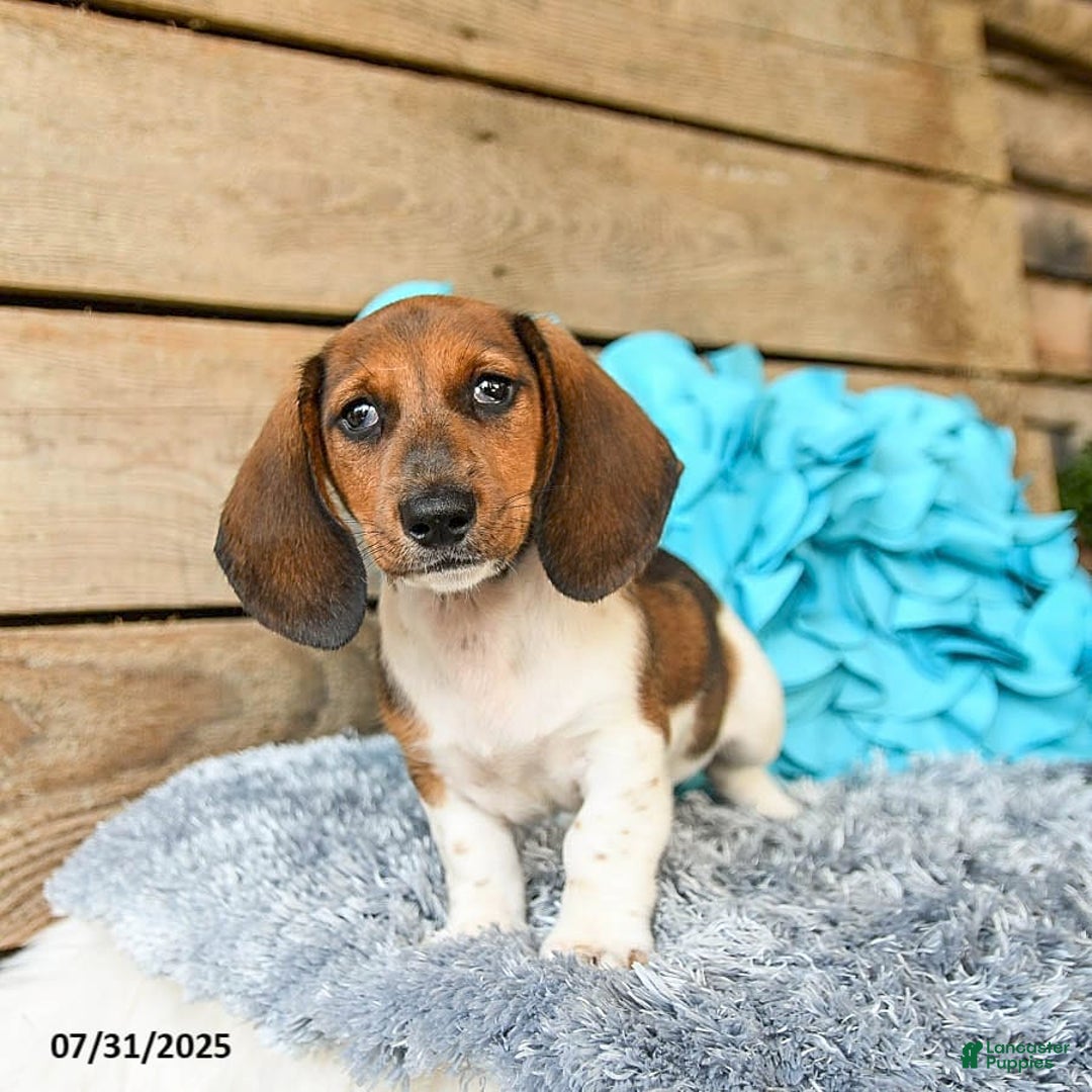 Dachshund dogs for sale: Cream Puff - Image 3