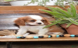 Cavalier King Charles Spaniel dogs for sale: Destiny - Image 5