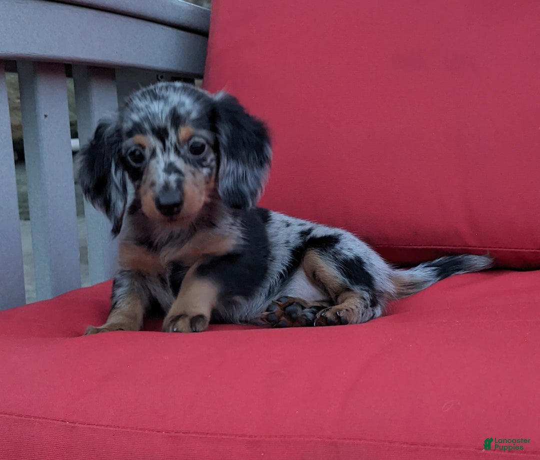 Miniature Dachshund dogs for sale: Princess - Image 7