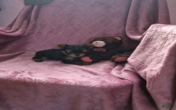 Yorkshire Terrier dogs for sale: Penny - Image 3