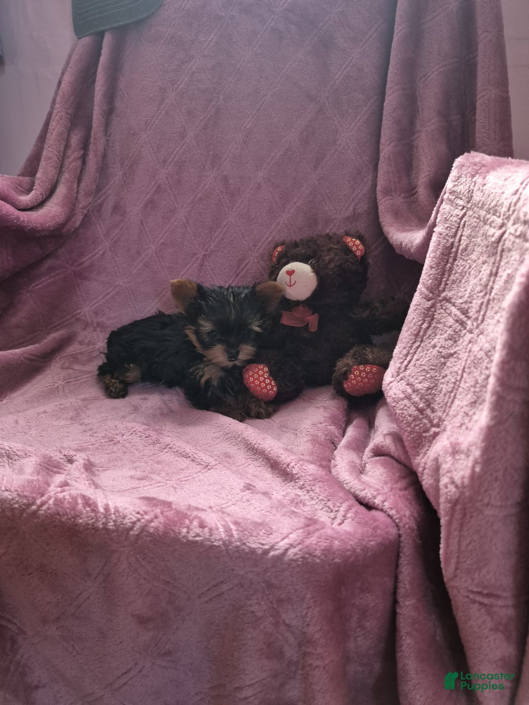Yorkshire Terrier dogs for sale: Penny - Image 3
