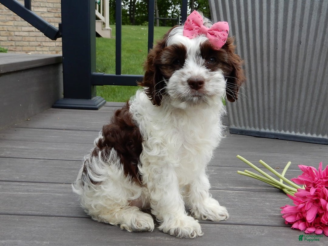 Cockapoo dogs for sale: Bella - Image 2