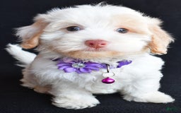 Havapoo dogs for sale: Michelle - Image 3