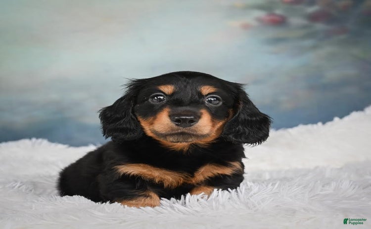 Miniature Dachshund dogs for sale - Ad 4