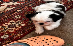 Shih Tzu dogs for sale: Ruby - Image 2