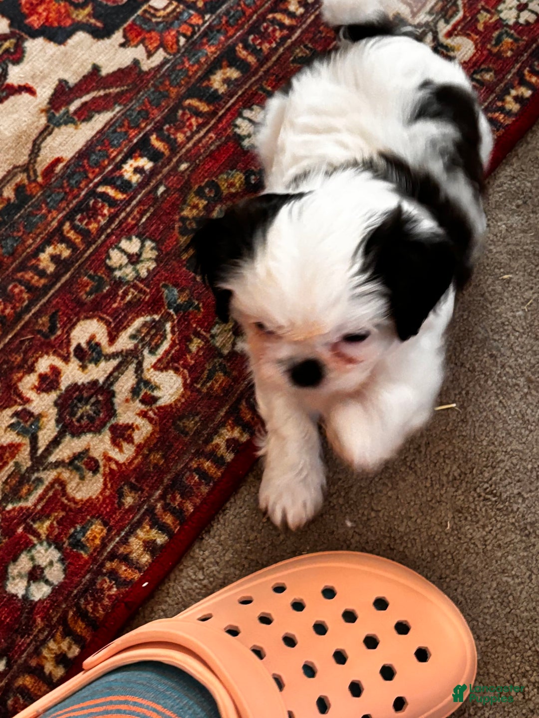 Shih Tzu dogs for sale: Ruby - Image 2