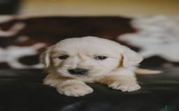 Golden Retriever dogs for sale: Mr. Silver Beretta - Image 1