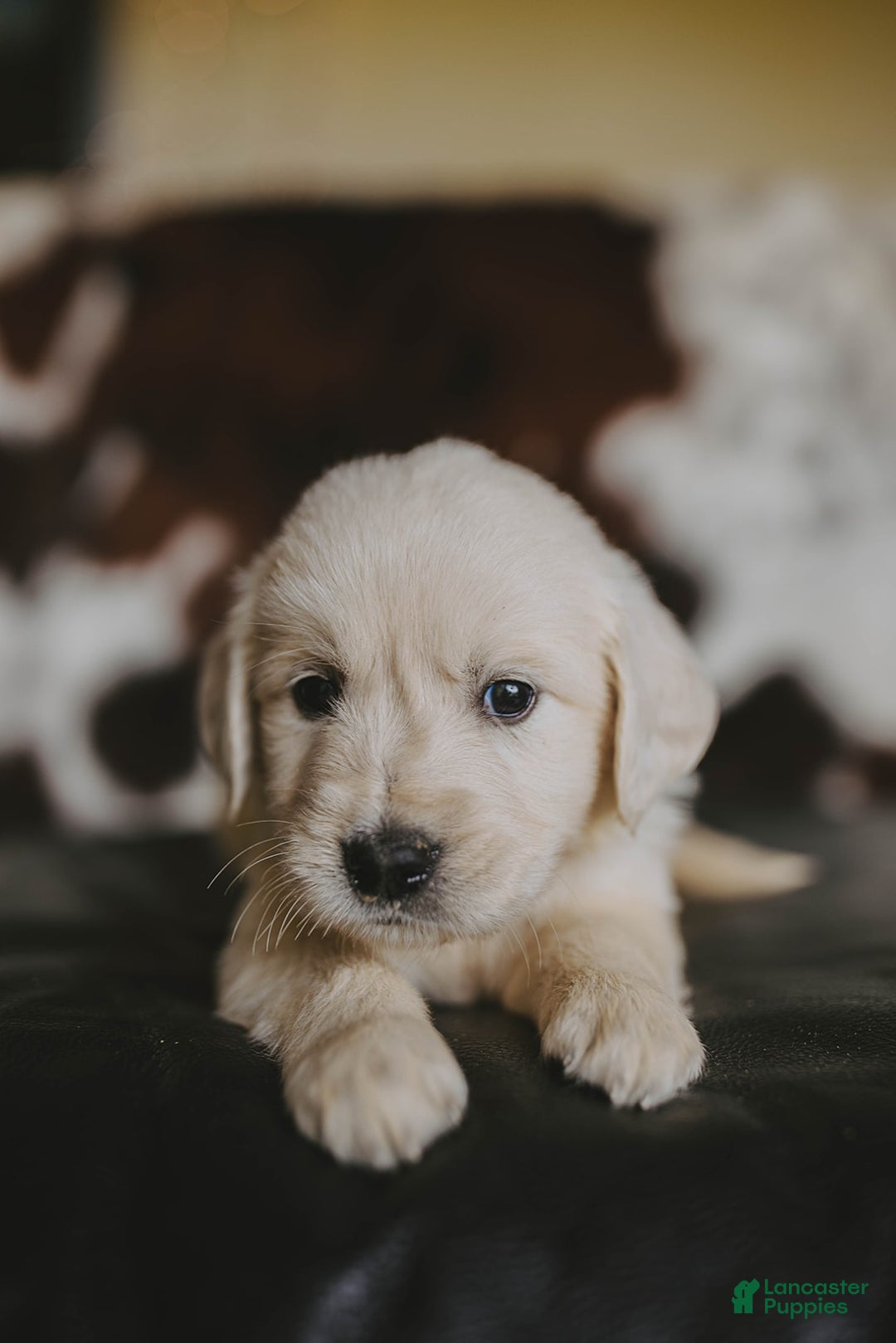 Golden Retriever dogs for sale: Mr. Silver Beretta - Image 1