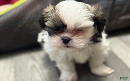 Shih Tzu dogs for sale: Prince - Image 7