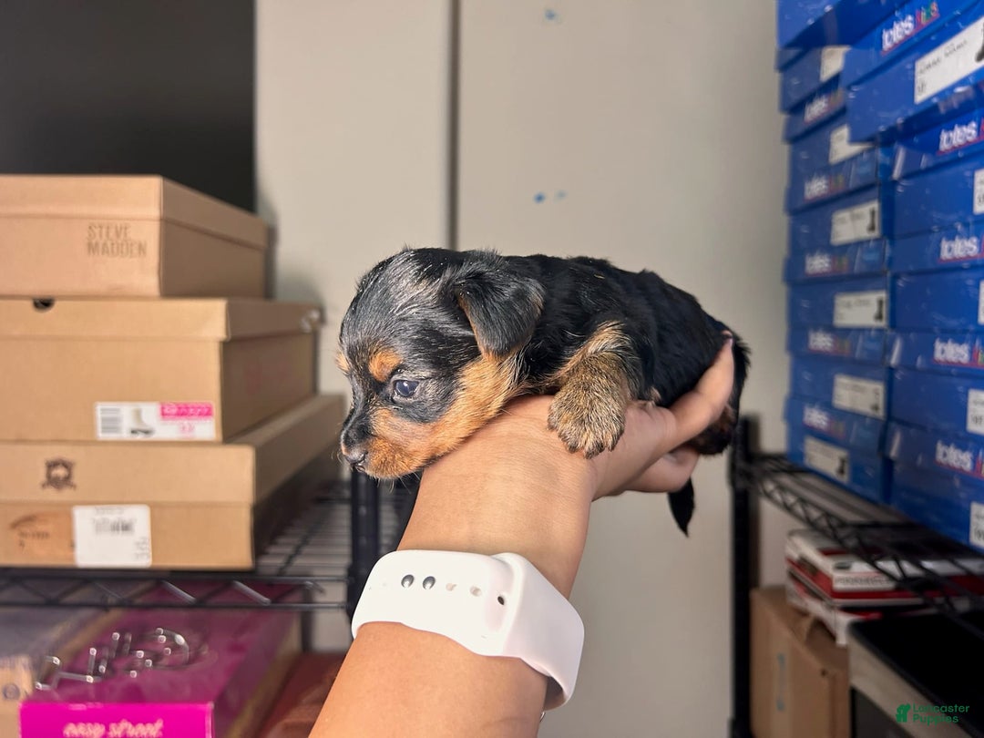 Yorkshire Terrier dogs for sale: Lord - Image 4
