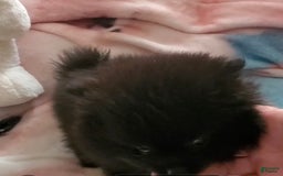 Pomeranian dogs for sale: Sam - Image 4