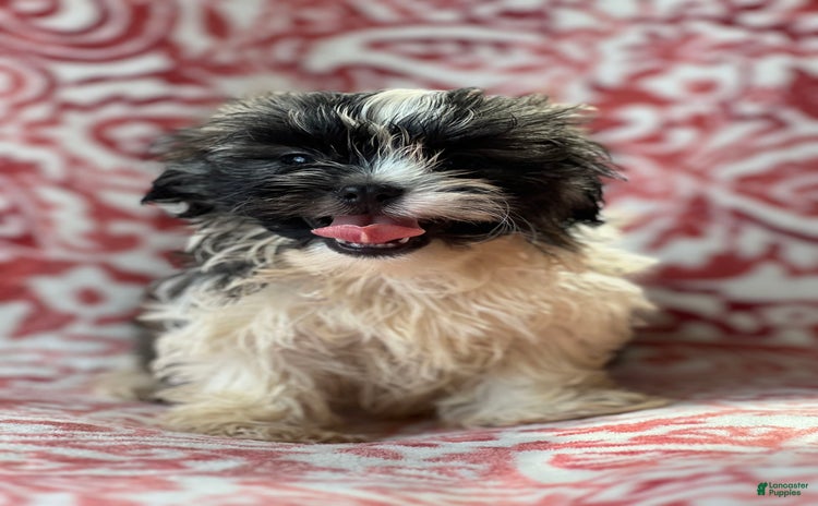 Shih Tzu dogs for sale - Ad 4