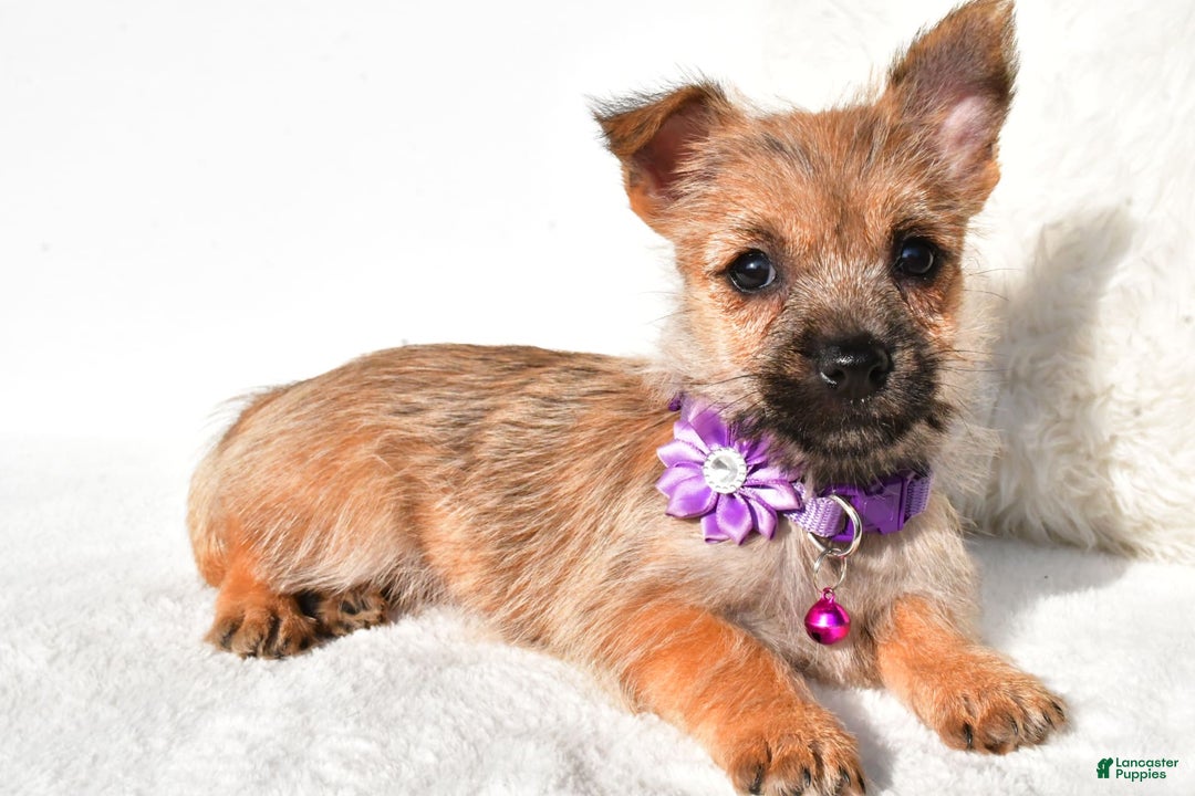 Cairn Terrier dogs for sale: Emmy - Image 5