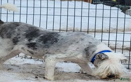 Old English Sheepdog dogs for sale: Potato - Image 5