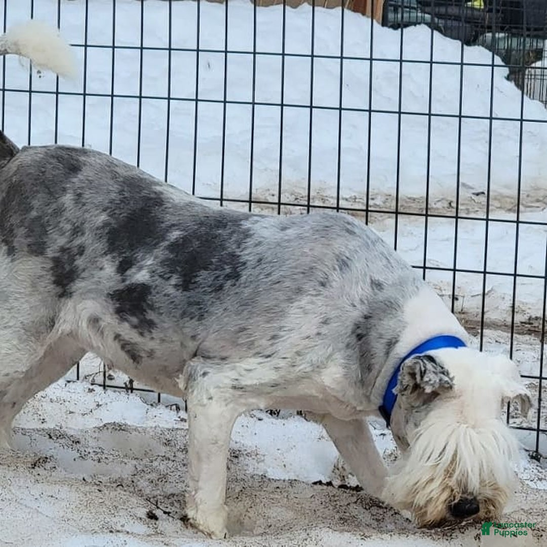 Old English Sheepdog dogs for sale: Potato - Image 5