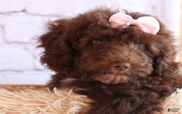 Cockapoo dogs for sale: Barb - Image 15