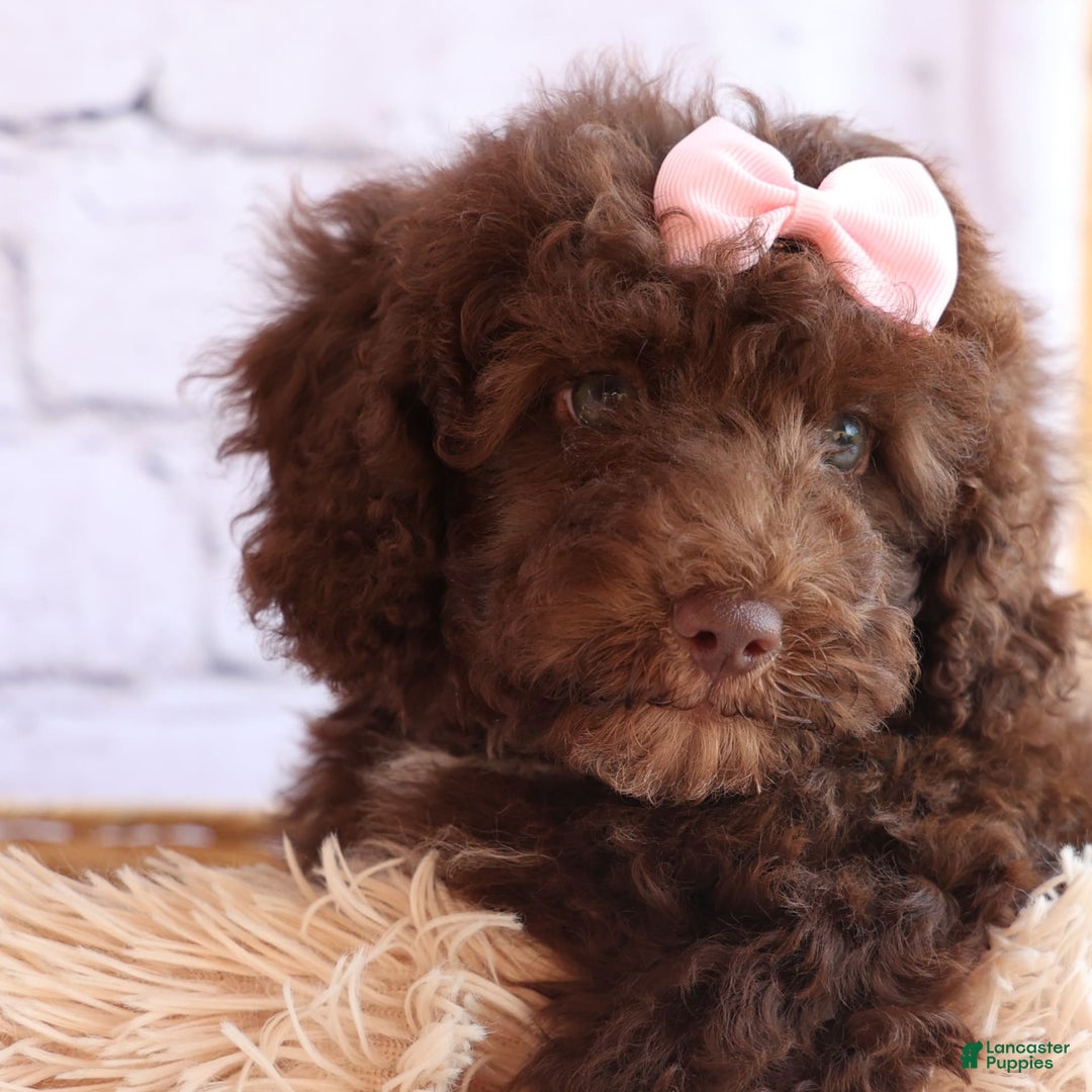 Cockapoo dogs for sale: Barb - Image 15