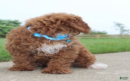 Miniature Poodle dogs for sale: Akc Patch - Image 4