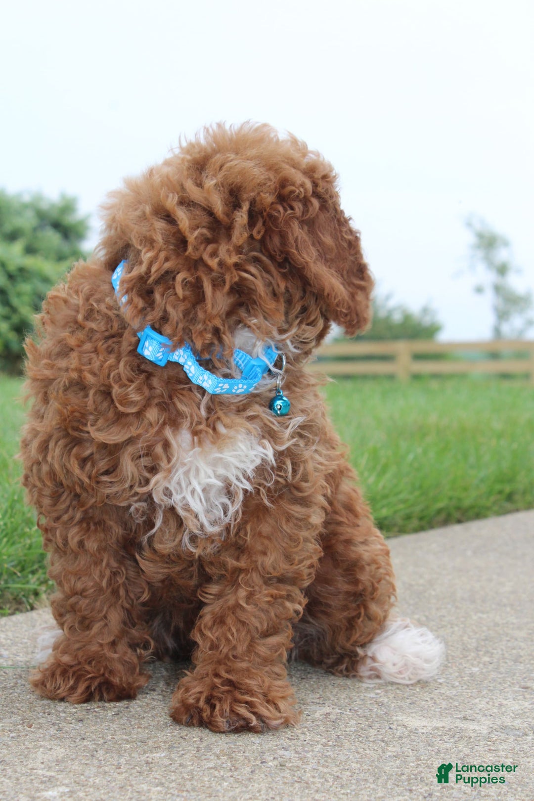 Miniature Poodle dogs for sale: Akc Patch - Image 4