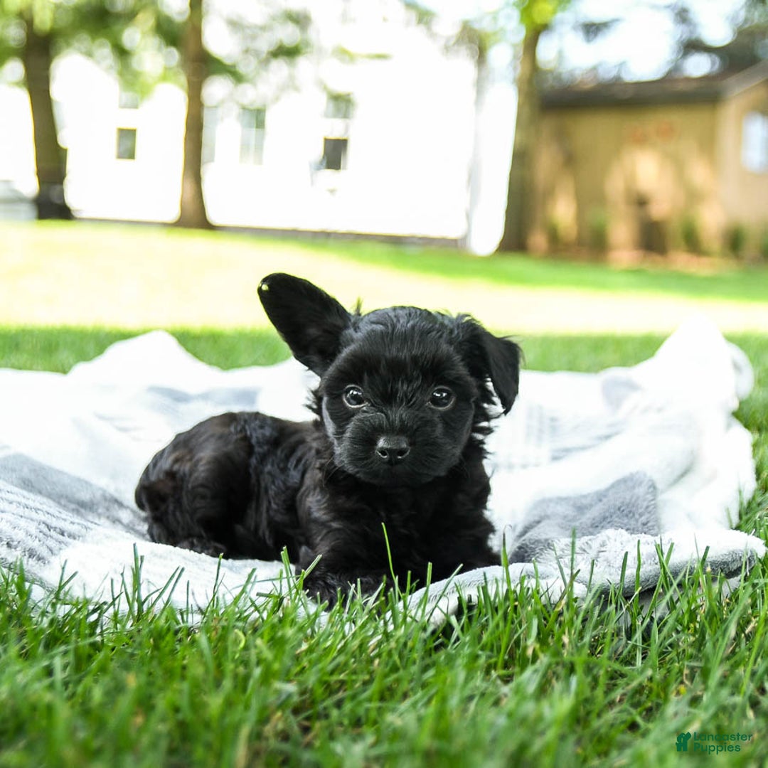 Yorkiepoo dogs for sale: Cookie Dough - Image 2