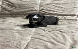 Great Dane dogs for sale: Black Female 1 - Image 2