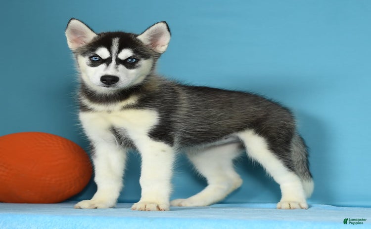 Siberian Husky dogs for sale - Ad 3