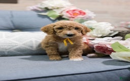 Standard Poodle dogs for sale: Salsa - Image 4