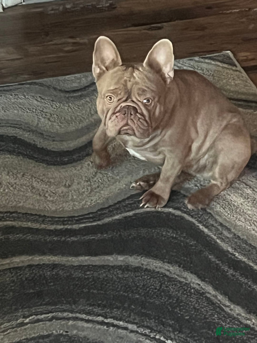French Bulldog dogs for sale: Crisean boy rojo - Image 5