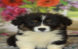 Welsh Corgi Pembroke dogs for sale: Hanna Fluffy - Image 1