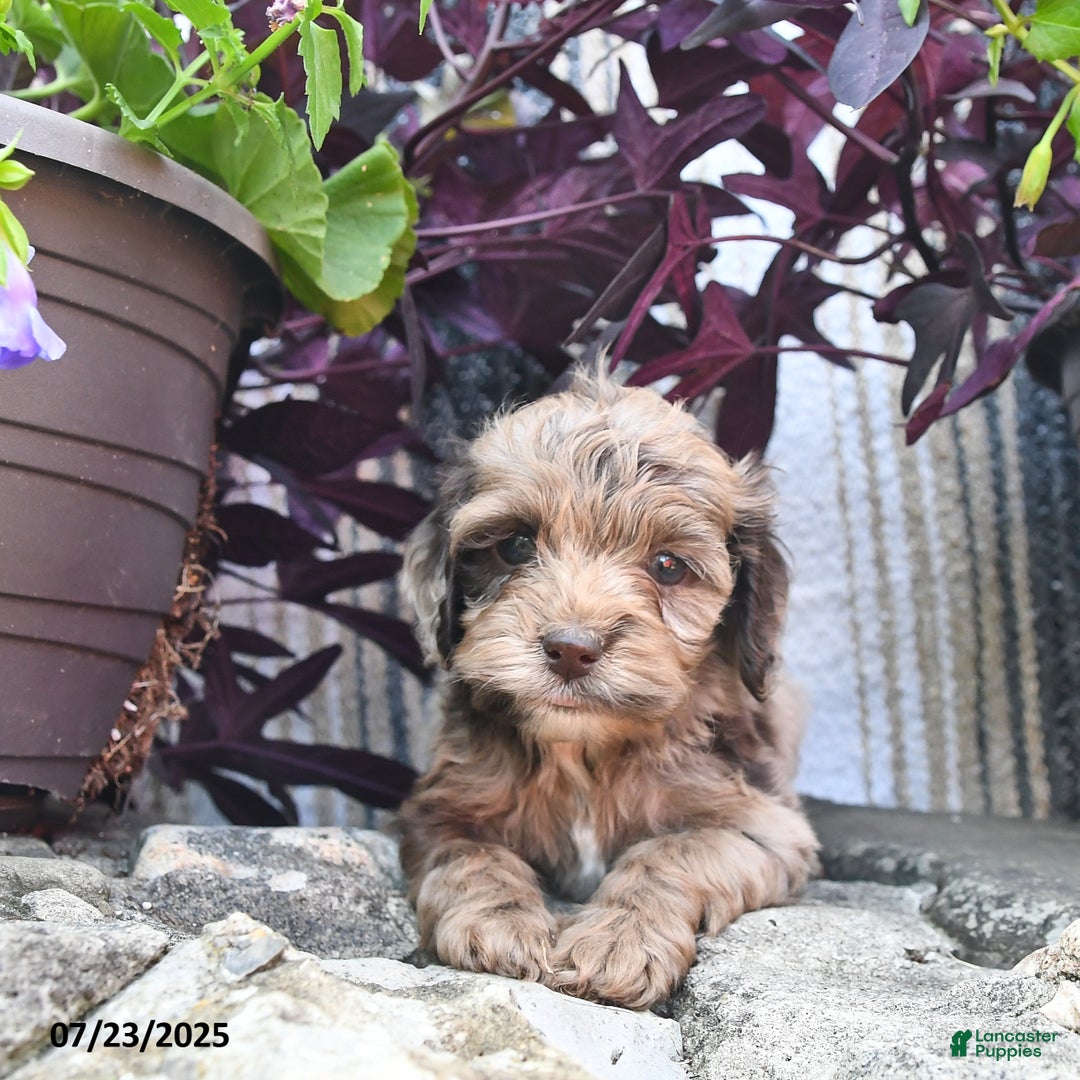 Cockapoo dogs for sale: Snickers - Image 2