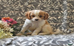 Cavapoo dogs for sale: Bambi - Image 2