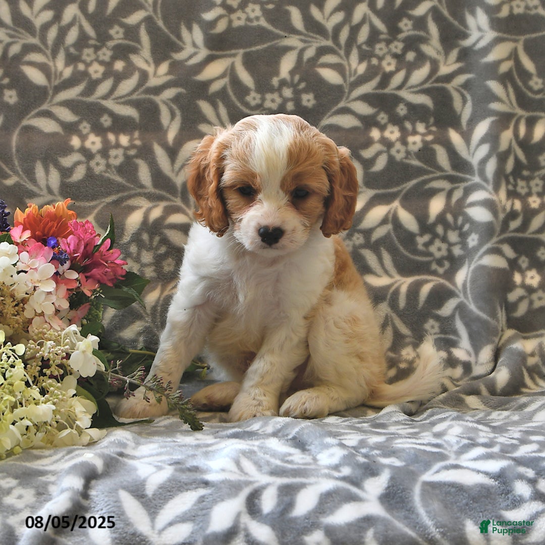Cavapoo dogs for sale: Bambi - Image 2