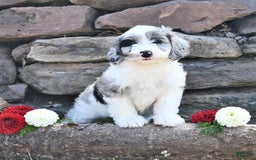 Aussiedoodle dogs for sale: Mindy - Image 1