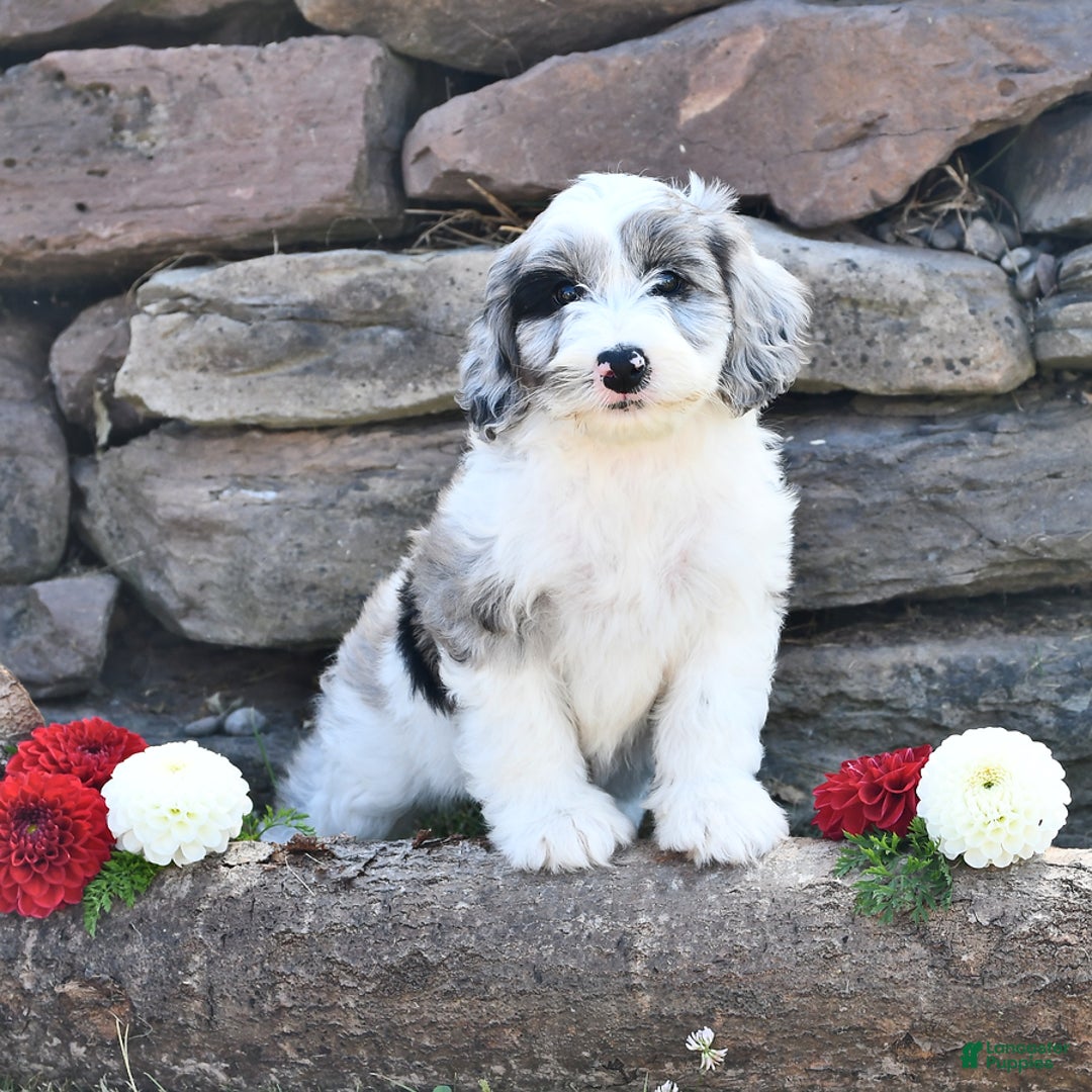 Aussiedoodle dogs for sale: Mindy - Image 1