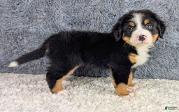 Bernese Mountain Dog dogs for sale: Bruno - Image 3
