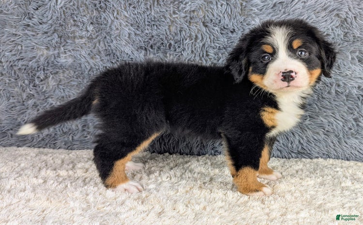 Bernese Mountain Dog dogs for sale - Ad 5