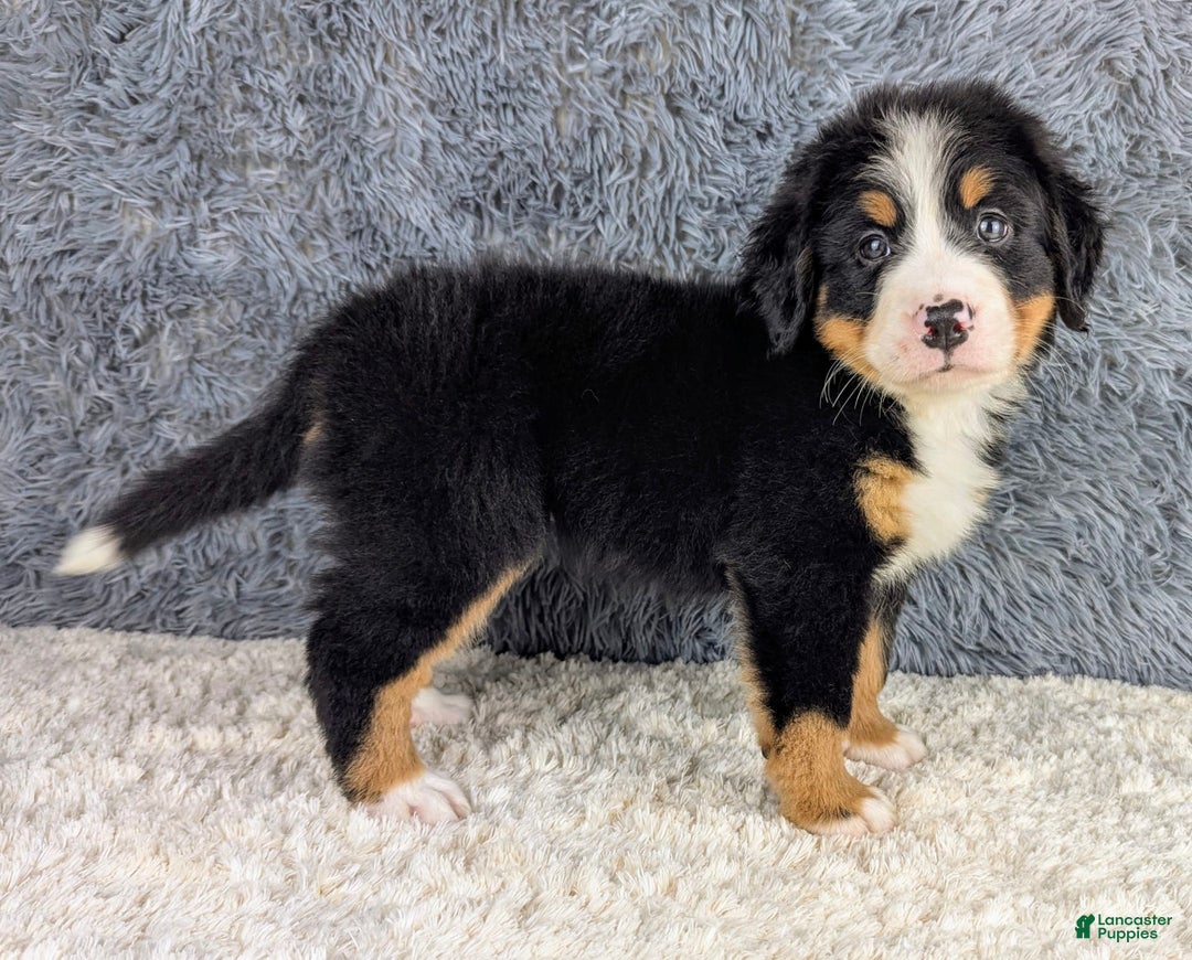 Bernese Mountain Dog dogs for sale: Bruno - Image 3
