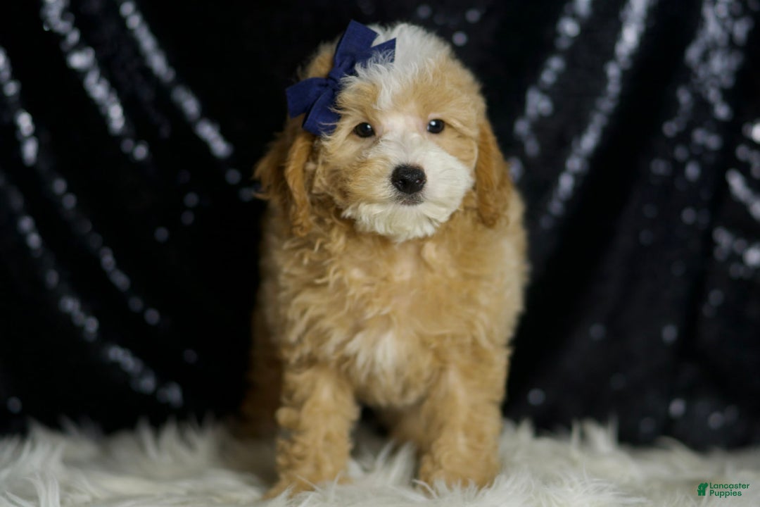 Miniature Poodle dogs for sale: Deeter - Image 6
