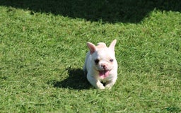 French Bulldog dogs for sale: Melanie - Image 7