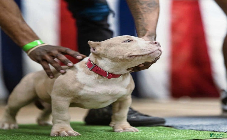 American Bully dogs for sale - Ad 2
