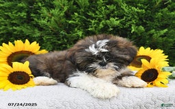 Shih Tzu dogs for sale: Mocha - Image 6