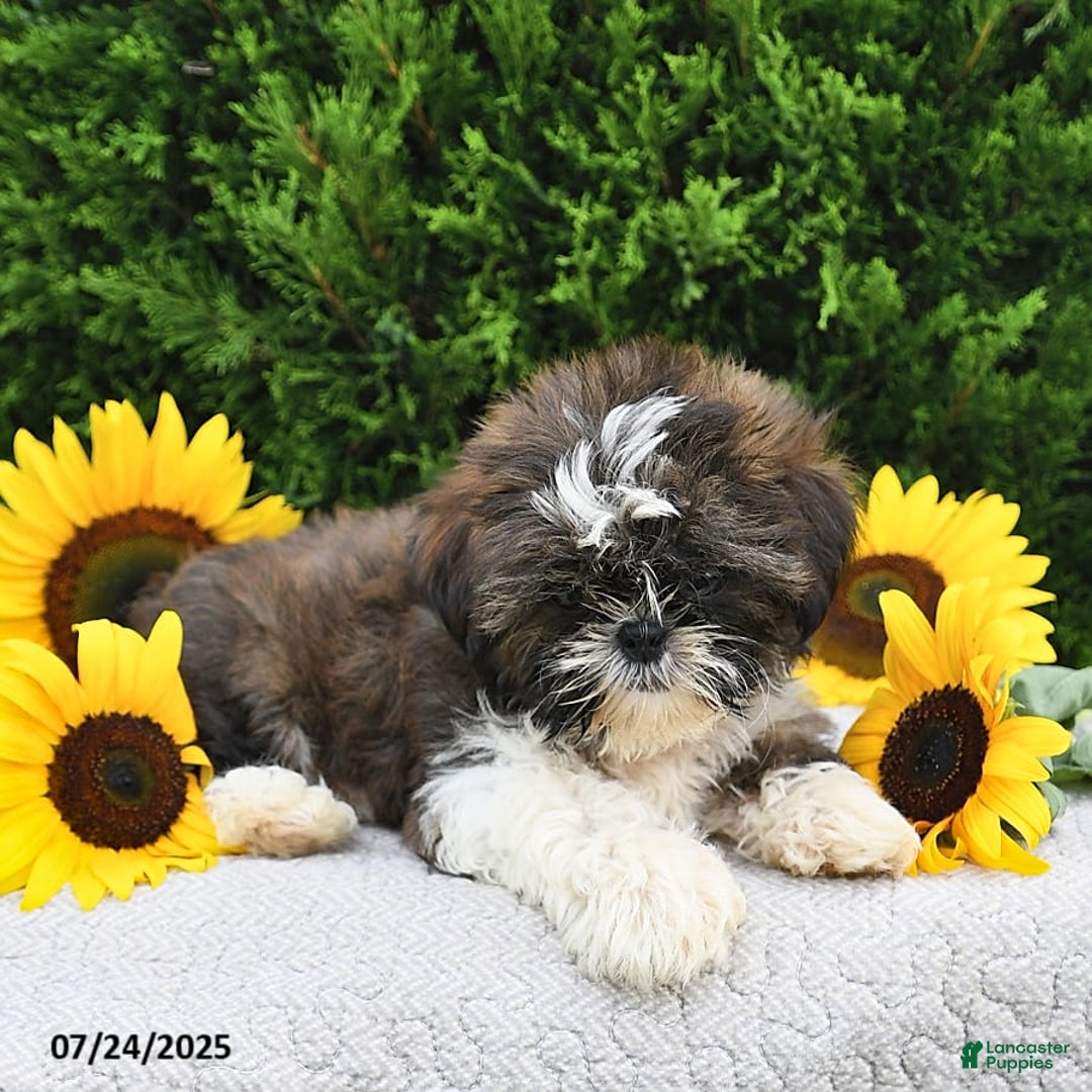 Shih Tzu dogs for sale: Mocha - Image 6