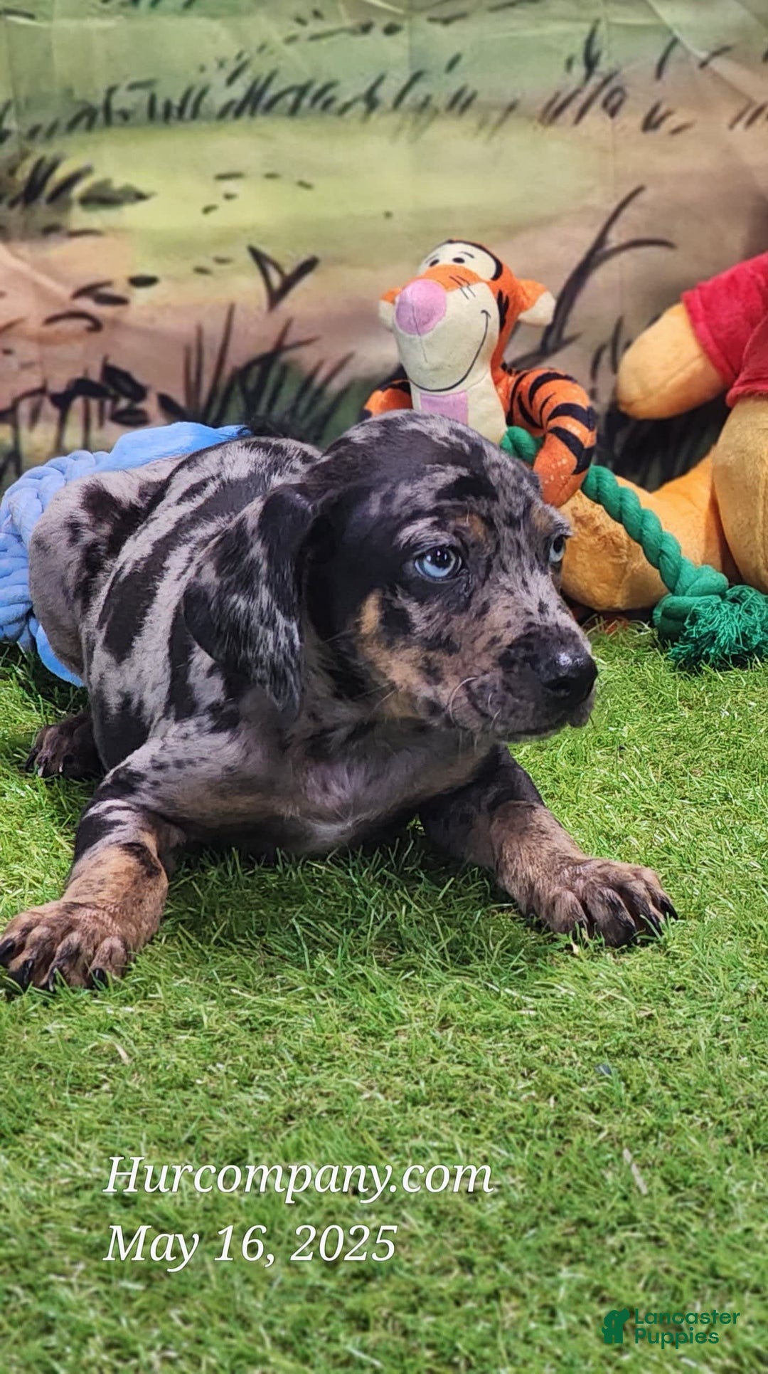 Catahoula Leopard Dog dogs for sale: Houdini 2025 Male 5 - Image 4