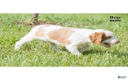Brittany Spaniel dogs for sale: Bear - Image 3